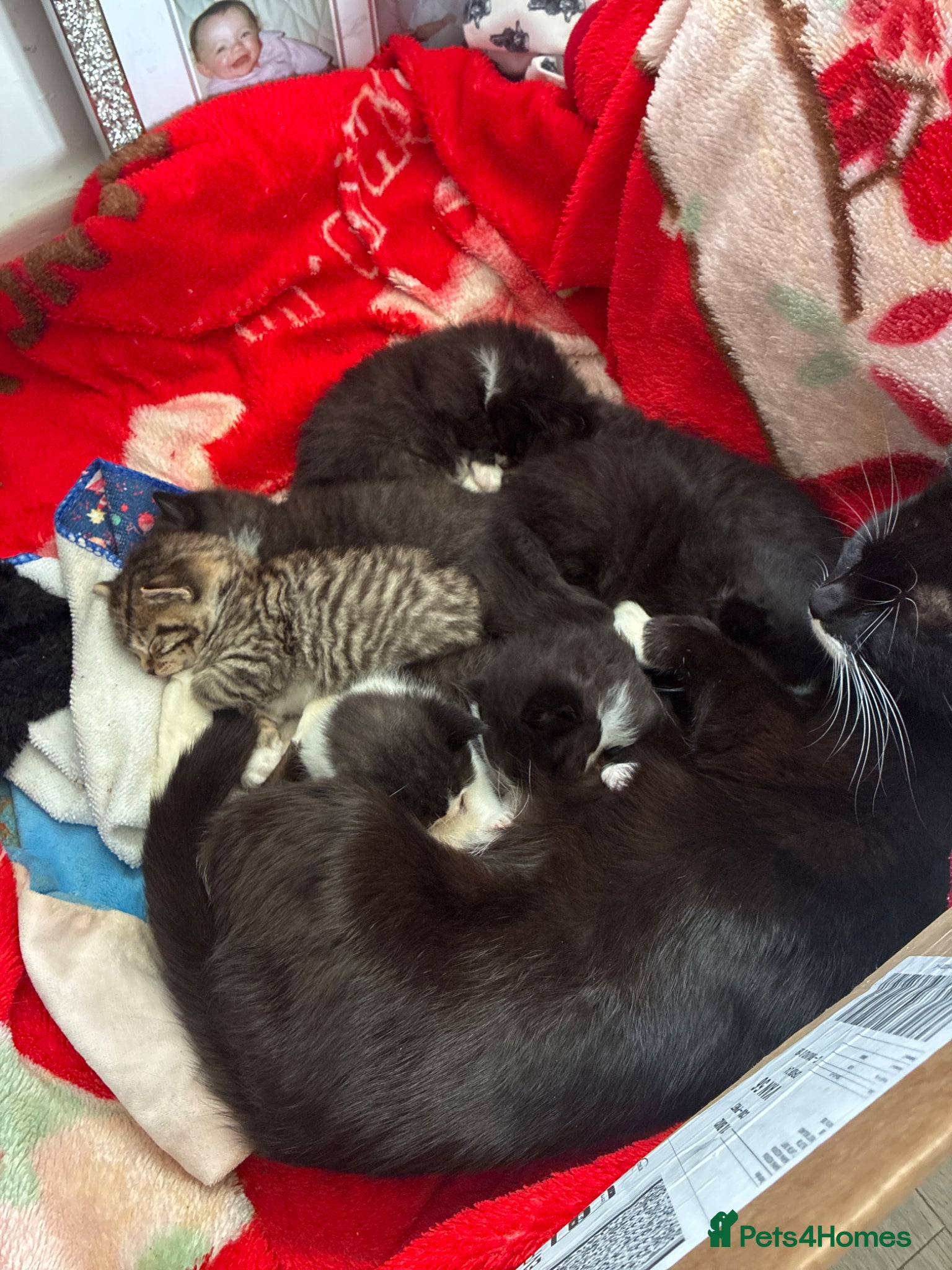 Mixed Breed cats 7 beautiful kitten for sale bilston  - Advert 2