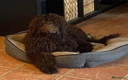 Labradoodle dogs for sale: Waiting List Now Open – Labradoodle Puppies! 🐾 - Image 13