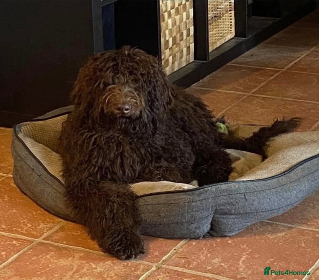 Labradoodle dogs for sale: Waiting List Now Open – Labradoodle Puppies! 🐾 - Image 13