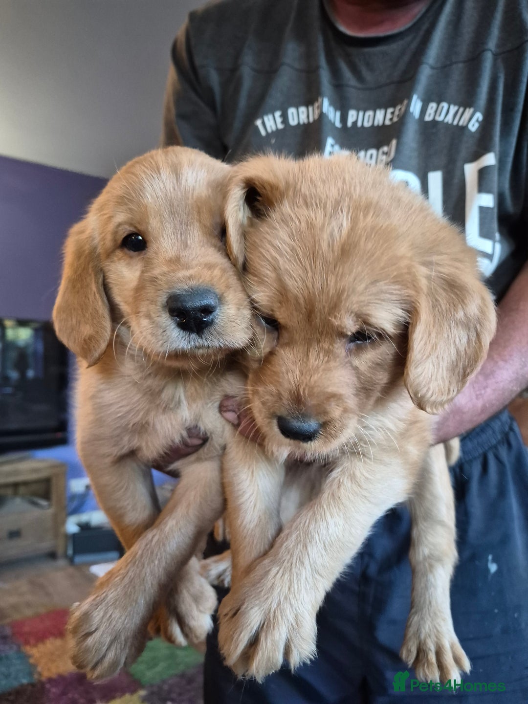 Labradoodle dogs for sale: Ready now gorgeous labradoodle puppies 3 boys - Image 13