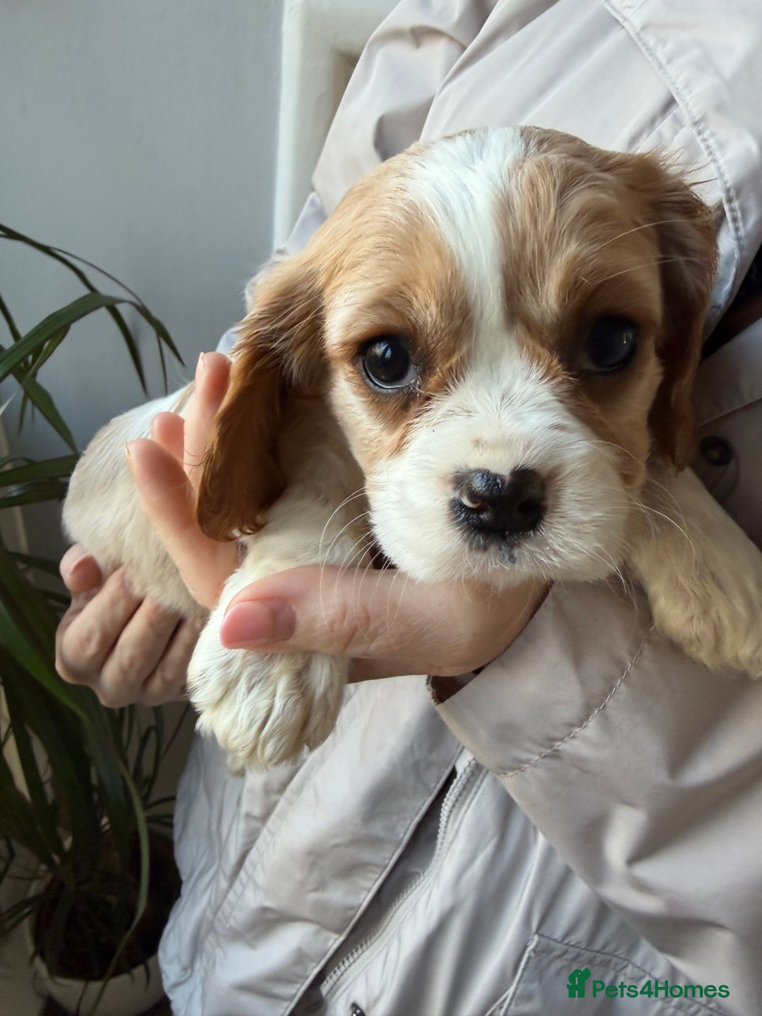 Cavalier King Charles Spaniel dogs for sale: 🐶King Charles Cavalier Puppies✨ STUNNING✨❤️🐶  - Advert 23