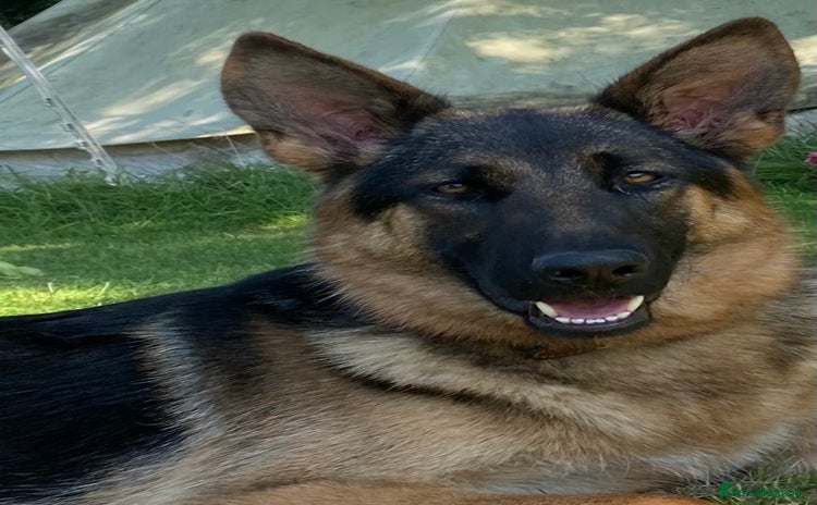 German Shepherd dogs - Advert 1