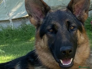 German Shepherd dogs - Advert 12