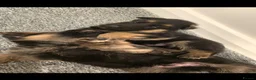 German Shepherd dogs for sale: 10 BEAUTIFUL GERMAN SHEPHERD PUPPIES - Advert 14