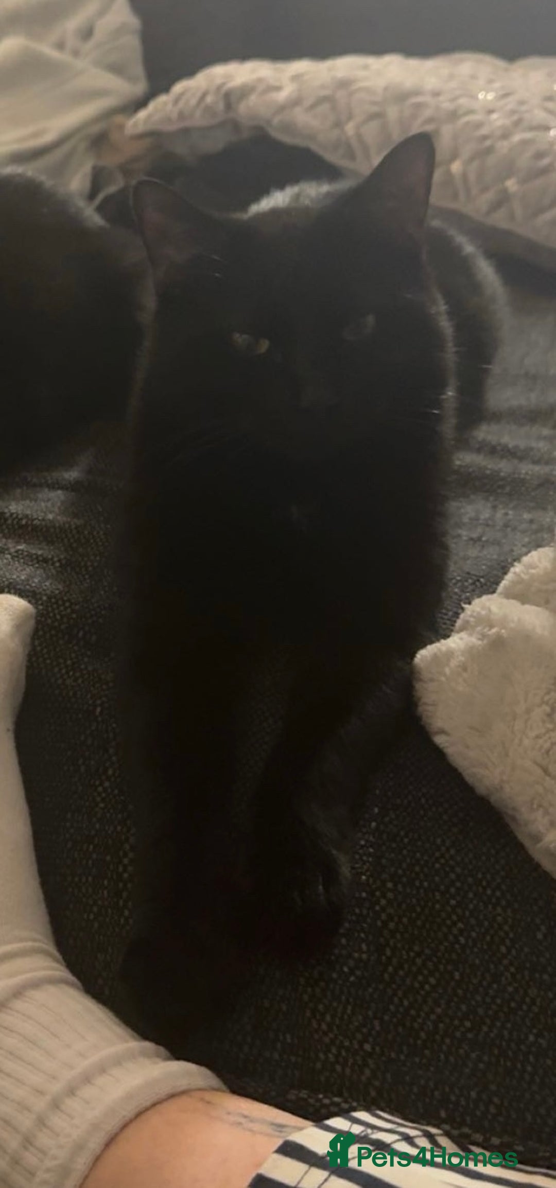 Mixed Breed cats for sale: Rehoming my male cat due to no fault of his own - Advert 2