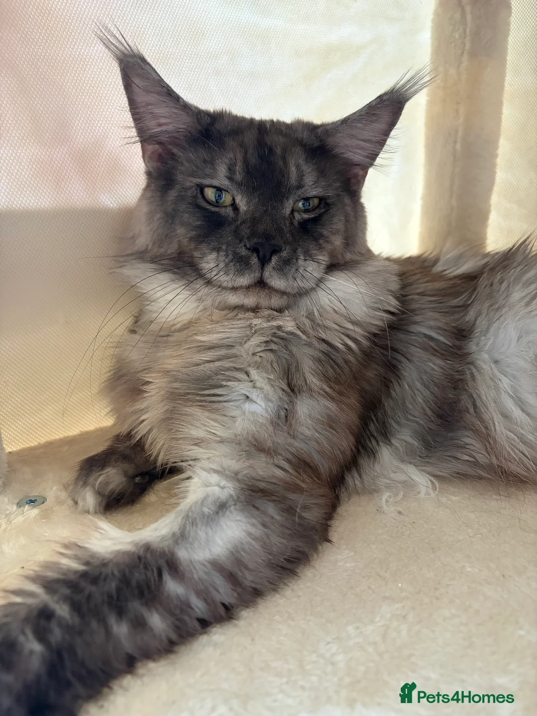 Maine Coon cats for sale: PUREBRED MAINE COON KITTENS! - Advert 2