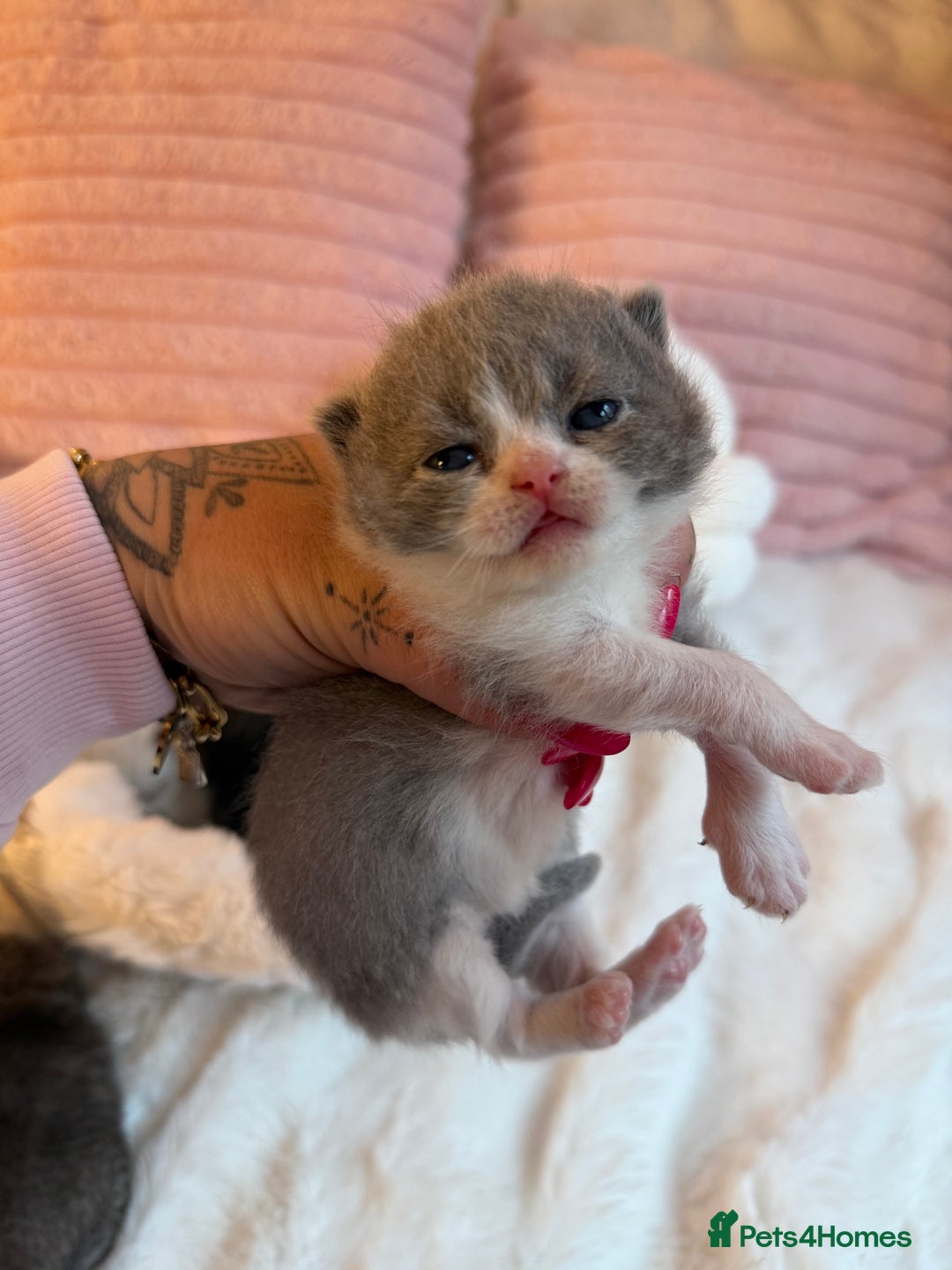 British Shorthair cats for sale: British Shorthair kittens Champion Line 🥇🏆😻 - Image 13