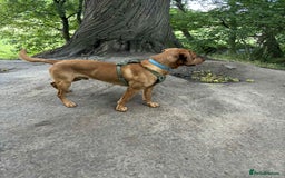 Labrador Retriever dogs for stud: Waffle doggy  - Image 2