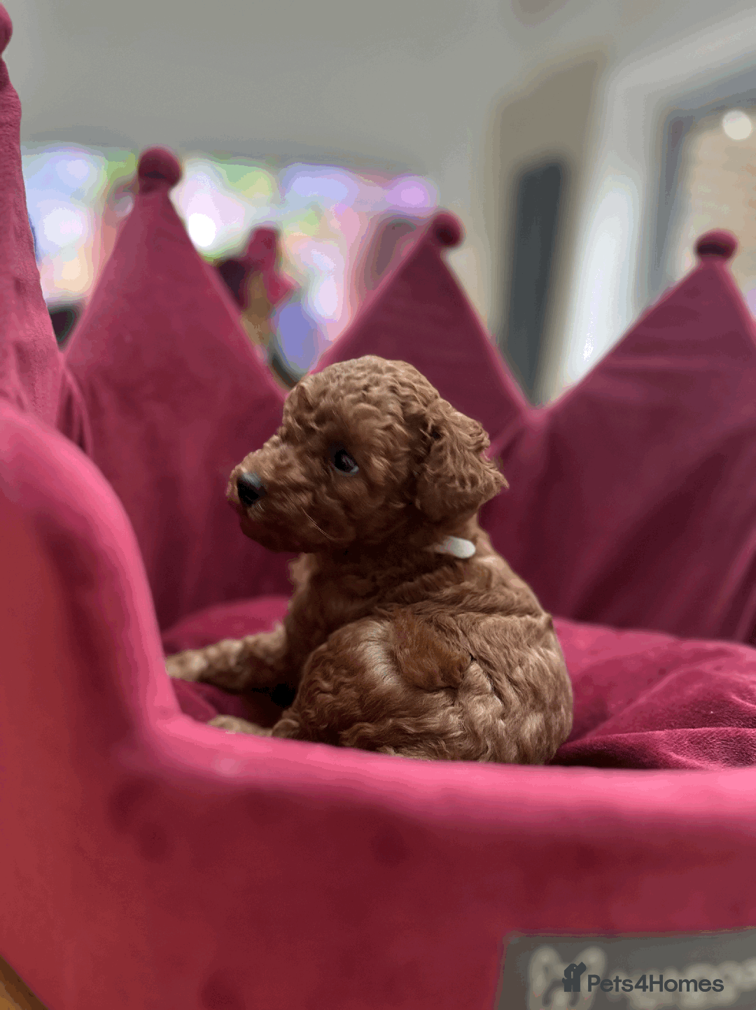 Toy Poodle dogs for sale: PURE TOY POODLES - Advert 6