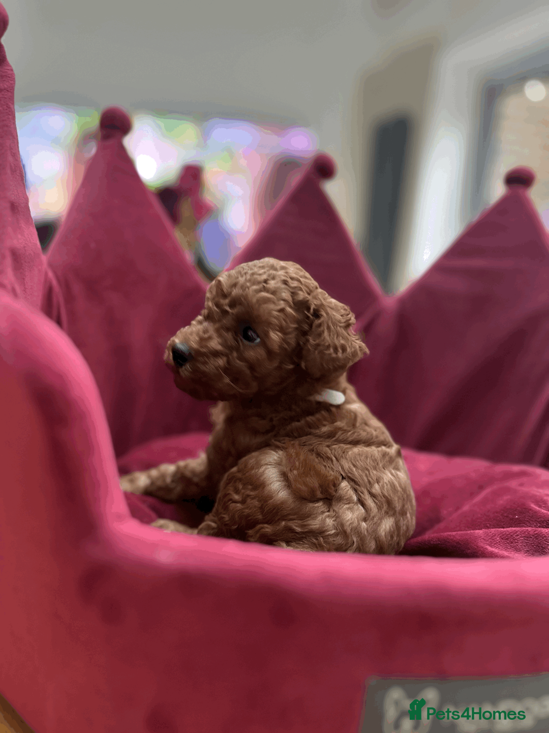 Toy Poodle dogs for sale: PURE TOY POODLES - Advert 6