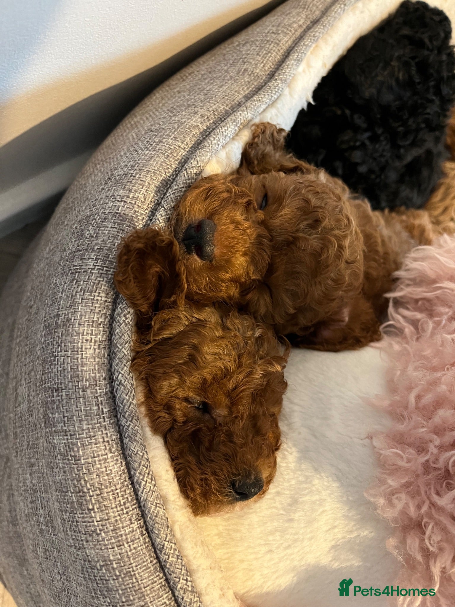 Toy Poodle dogs Toy poodle puppies  - Advert 14
