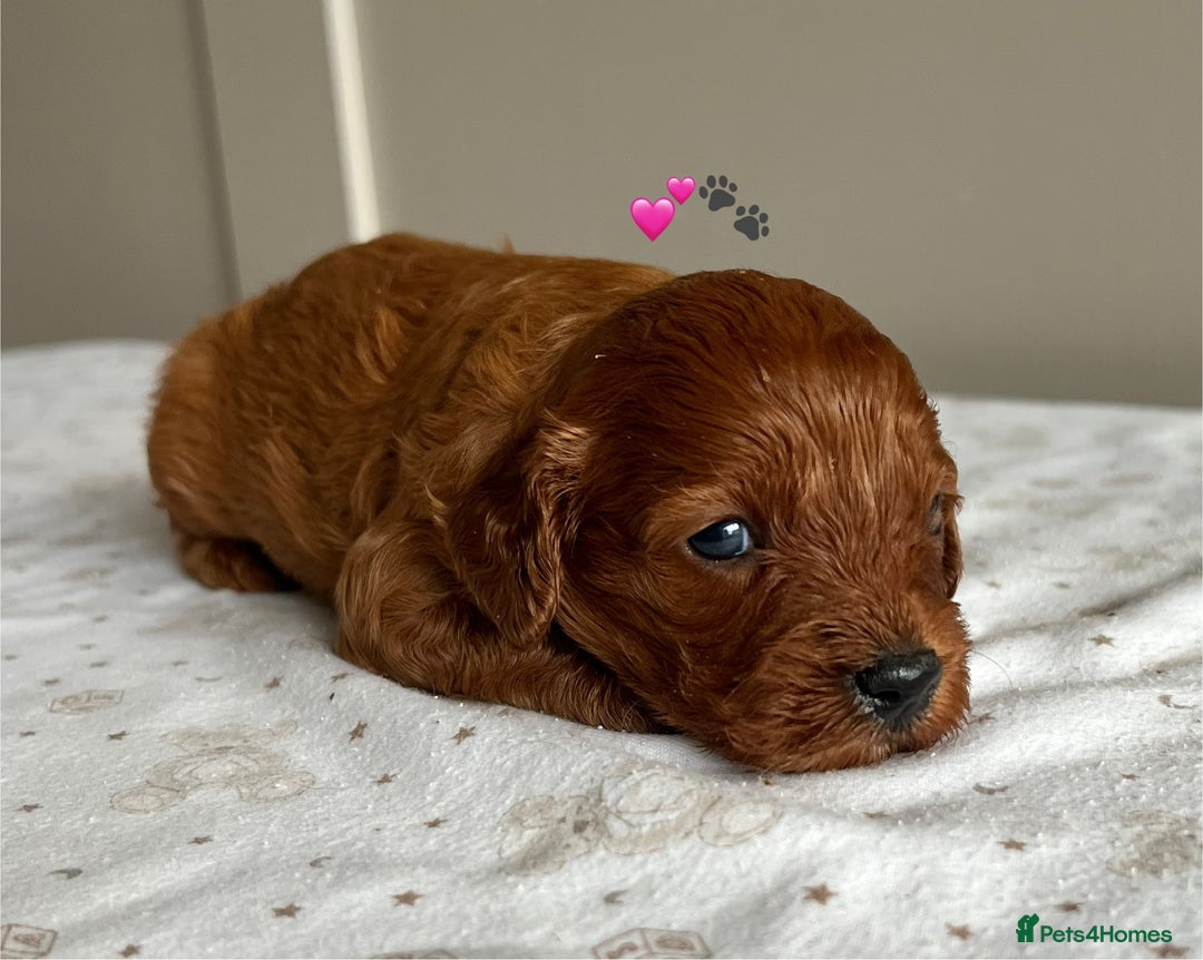 Cavapoo dogs for sale: Fully health tested Cavapoo 🐾🐶 - Image 8