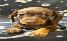 Miniature Dachshund dogs for sale: Stunning Miniature Dachshund Pups - Image 23