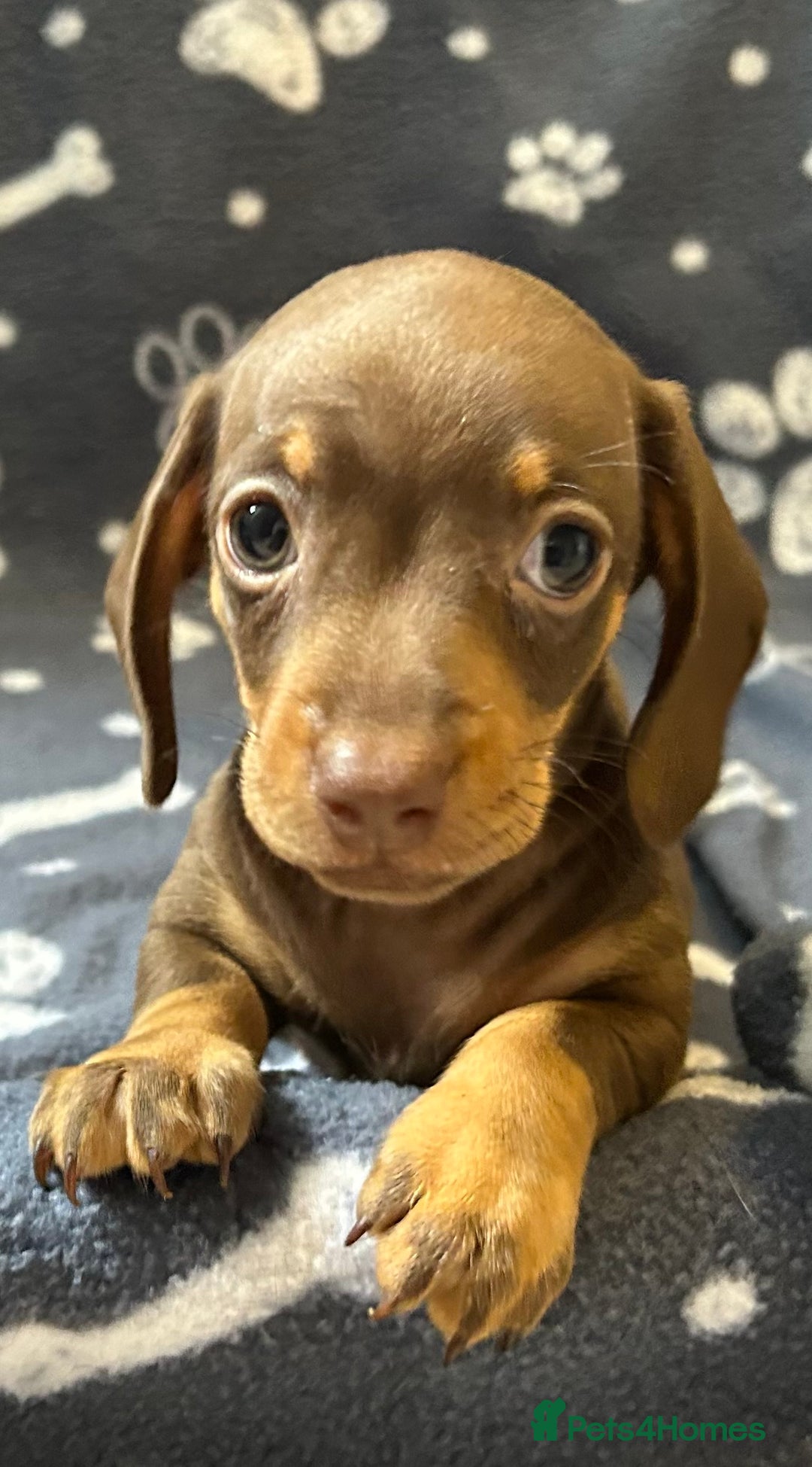 Miniature Dachshund dogs for sale: Stunning Miniature Dachshund Pups - Image 23