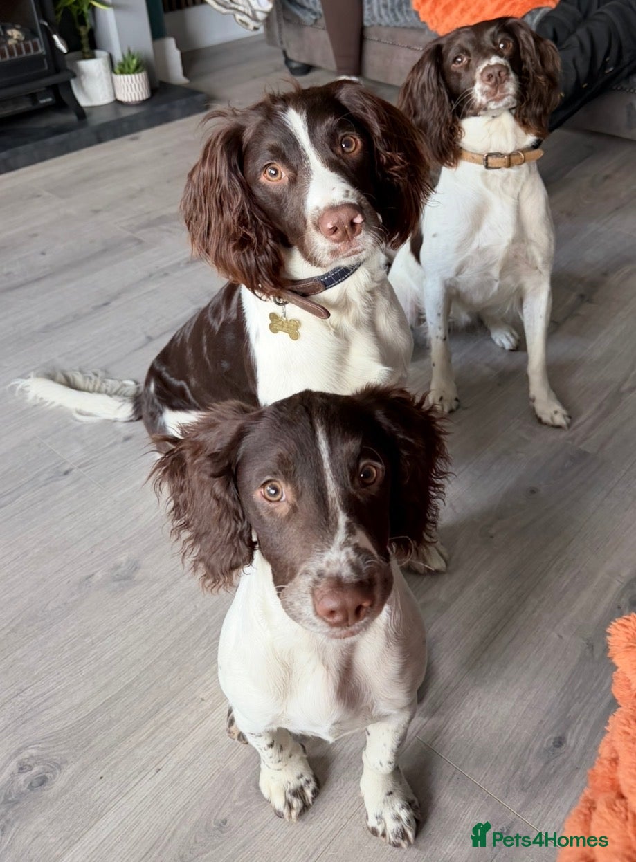 English Springer Spaniel dogs 6month Old Female Springer - Advert 2