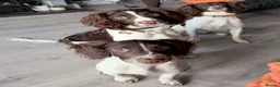 English Springer Spaniel dogs for sale: 6month Old Female Springer - Advert 1