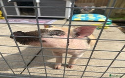 Pig livestock for sale: The adorable Lottie is desperately needing a home  - Image 5