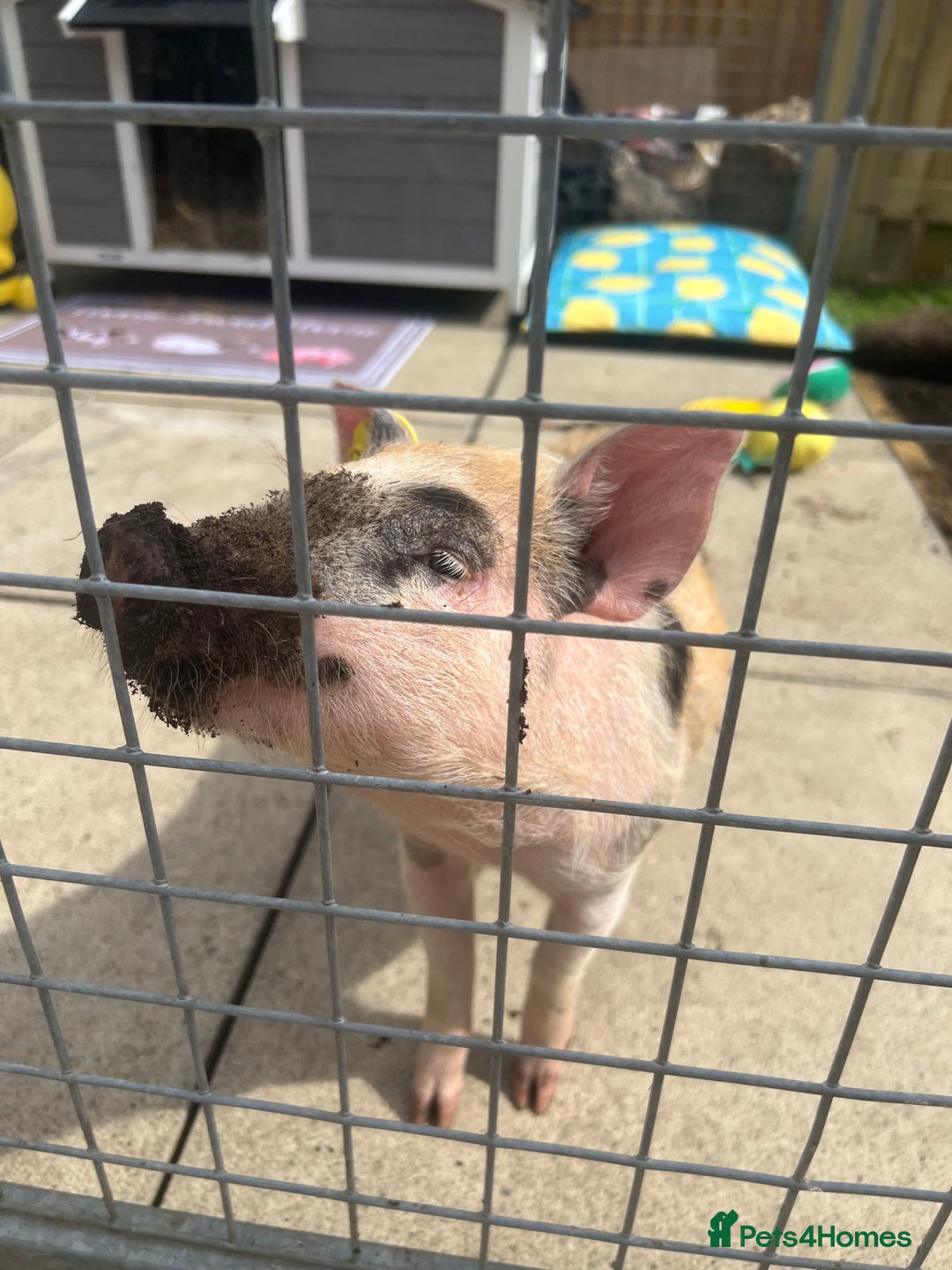 Pig livestock for sale: The adorable Lottie is desperately needing a home  - Image 5