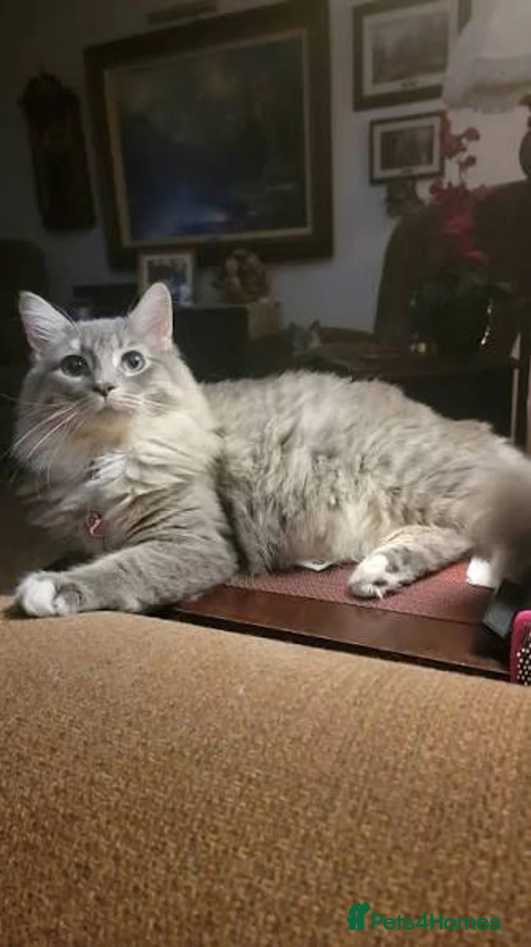 Ragdoll cats for sale: 4 bundles of Ragdoll x joy - Advert 33