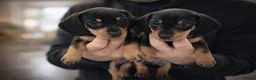 Miniature Dachshund dogs for sale: Last 2 boys reduced 7 mini dachshunds Exeter  - Advert 4