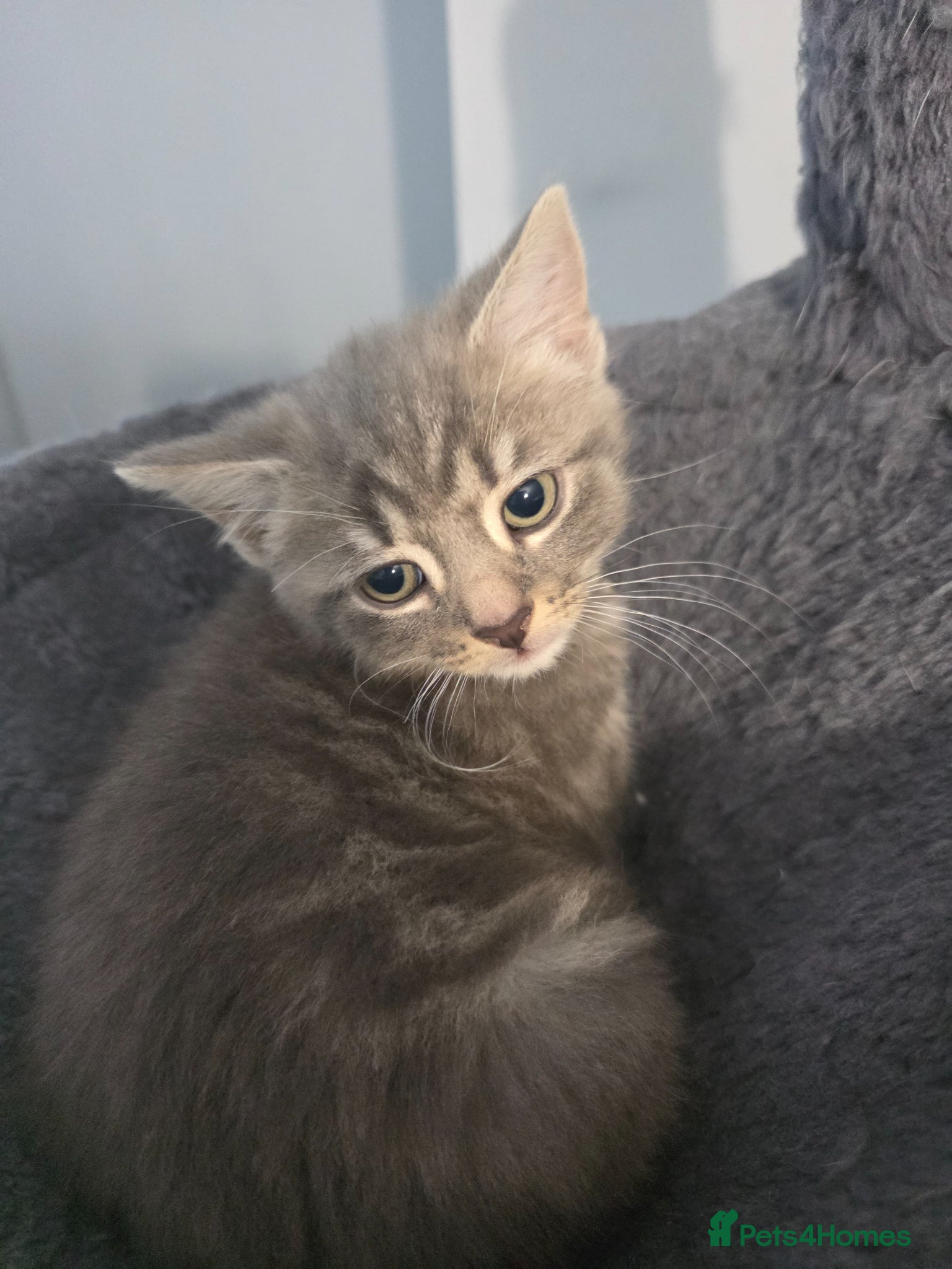 Turkish Angora Kitten 4