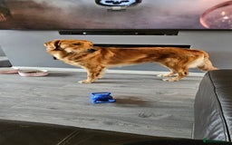 Golden Retriever dogs for sale: KC Golden retriever for sale - Advert 4