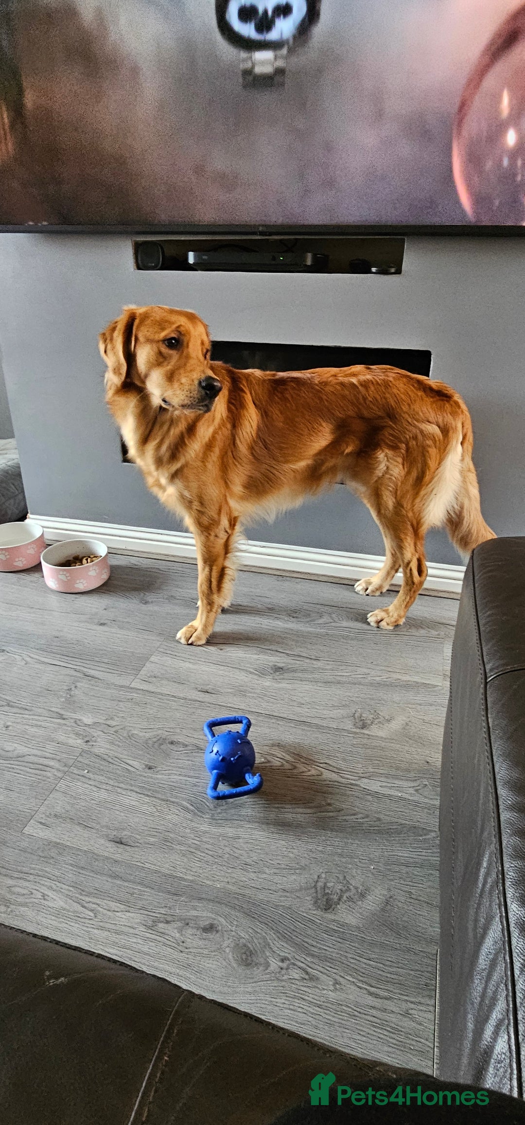 Golden Retriever dogs for sale: KC Golden retriever for sale - Advert 4