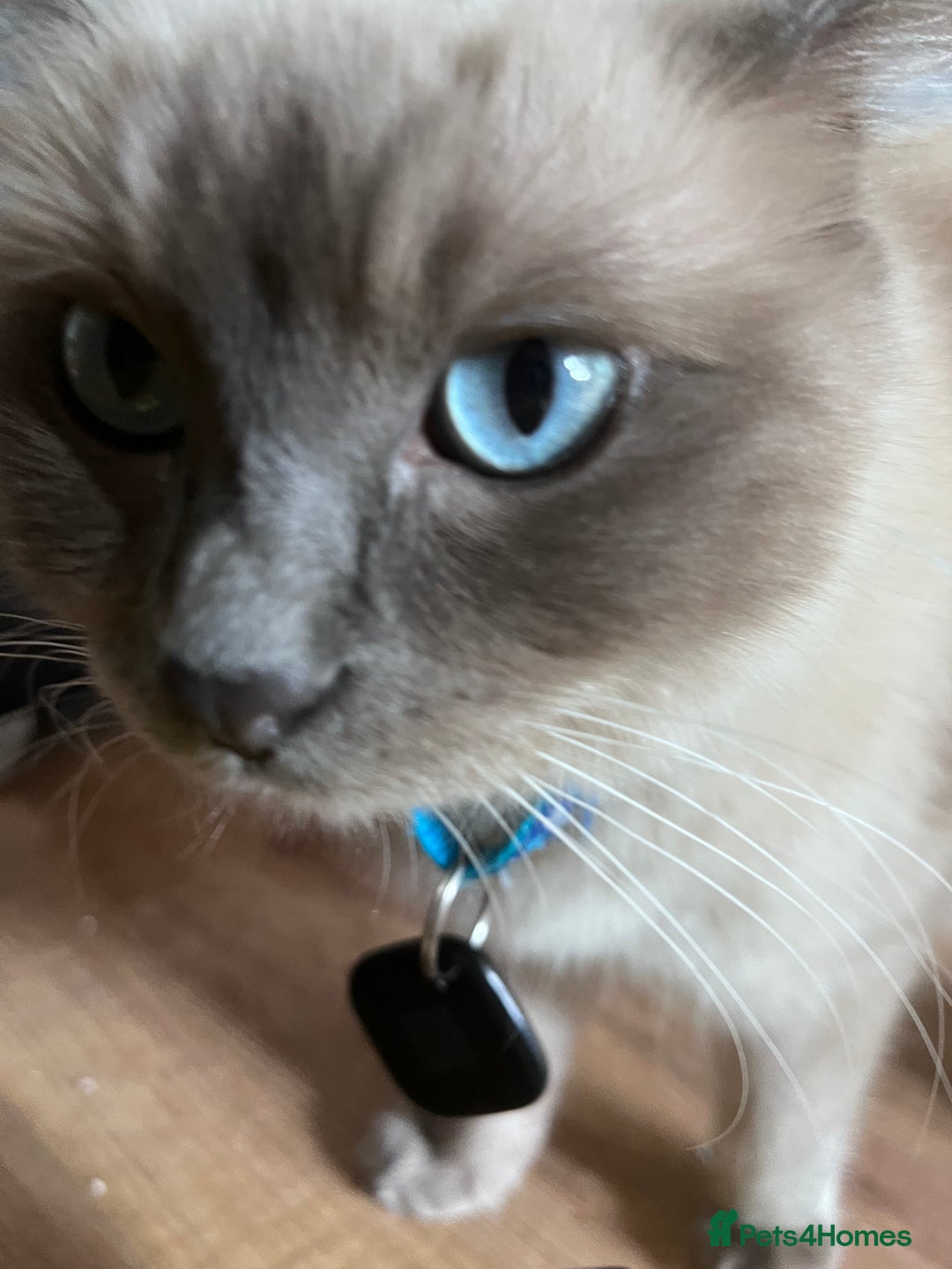 Ragdoll cats for sale: Willow - Image 4