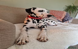 Dalmatian dogs for sale: Heartbreaking sale of my girl  in Church Stretton - Image 1