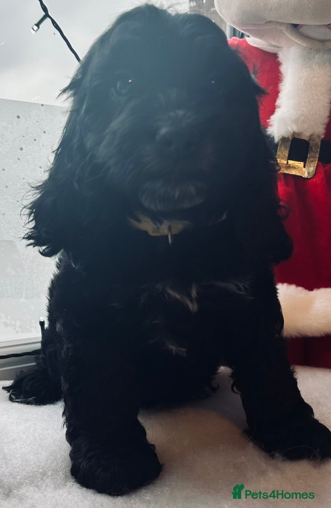 Cockapoo dogs for sale: Stunning cockapoo pups - ready now!  - Advert 6