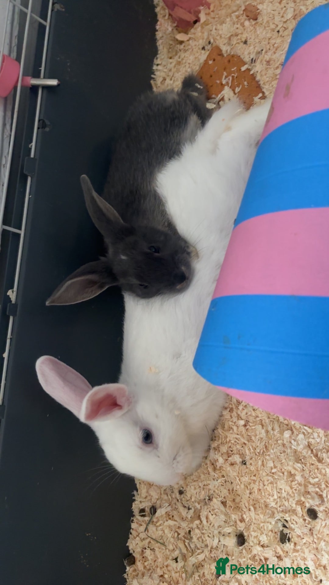 Mixed Breed rabbits for sale: 2 doe bunnies  - Advert 2