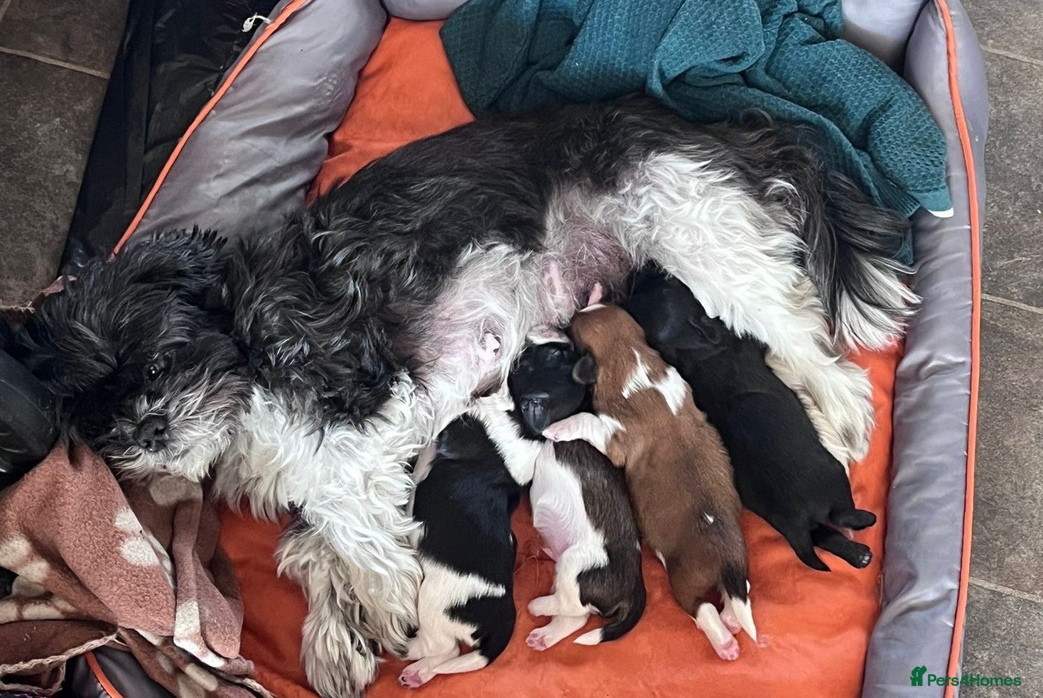 Shih Tzu dogs for sale: Shih Tzu Puppies From Small Imperial-Type Mum - Advert 2