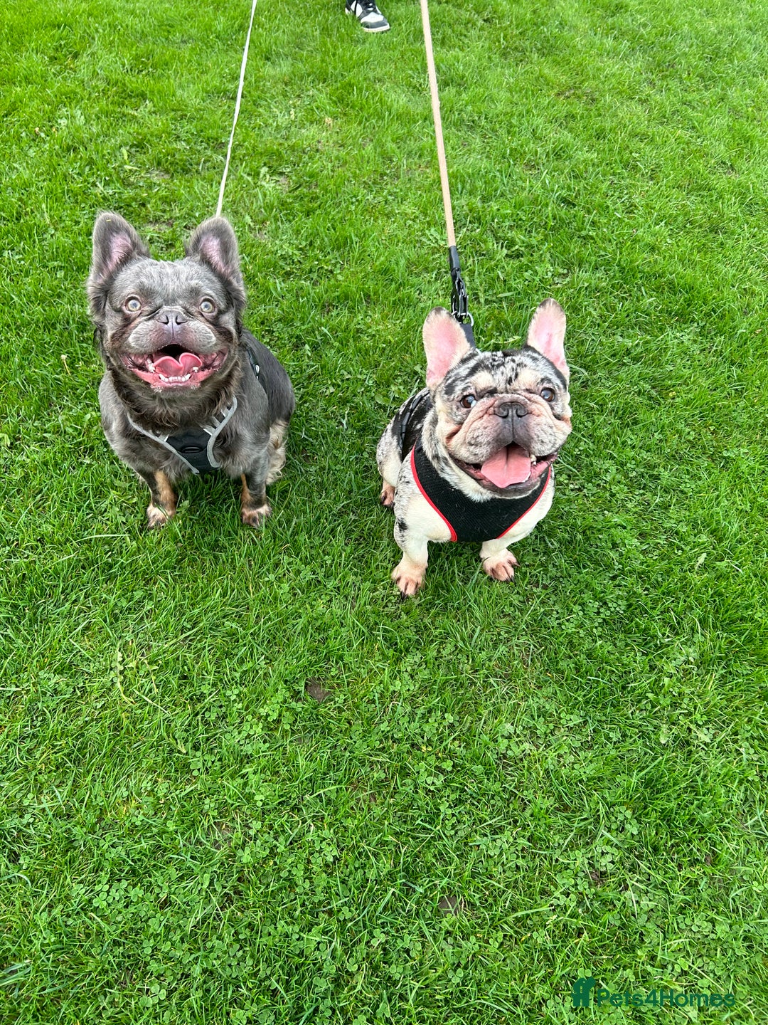 French Bulldog dogs for sale: French Bulldogs  - Advert 6