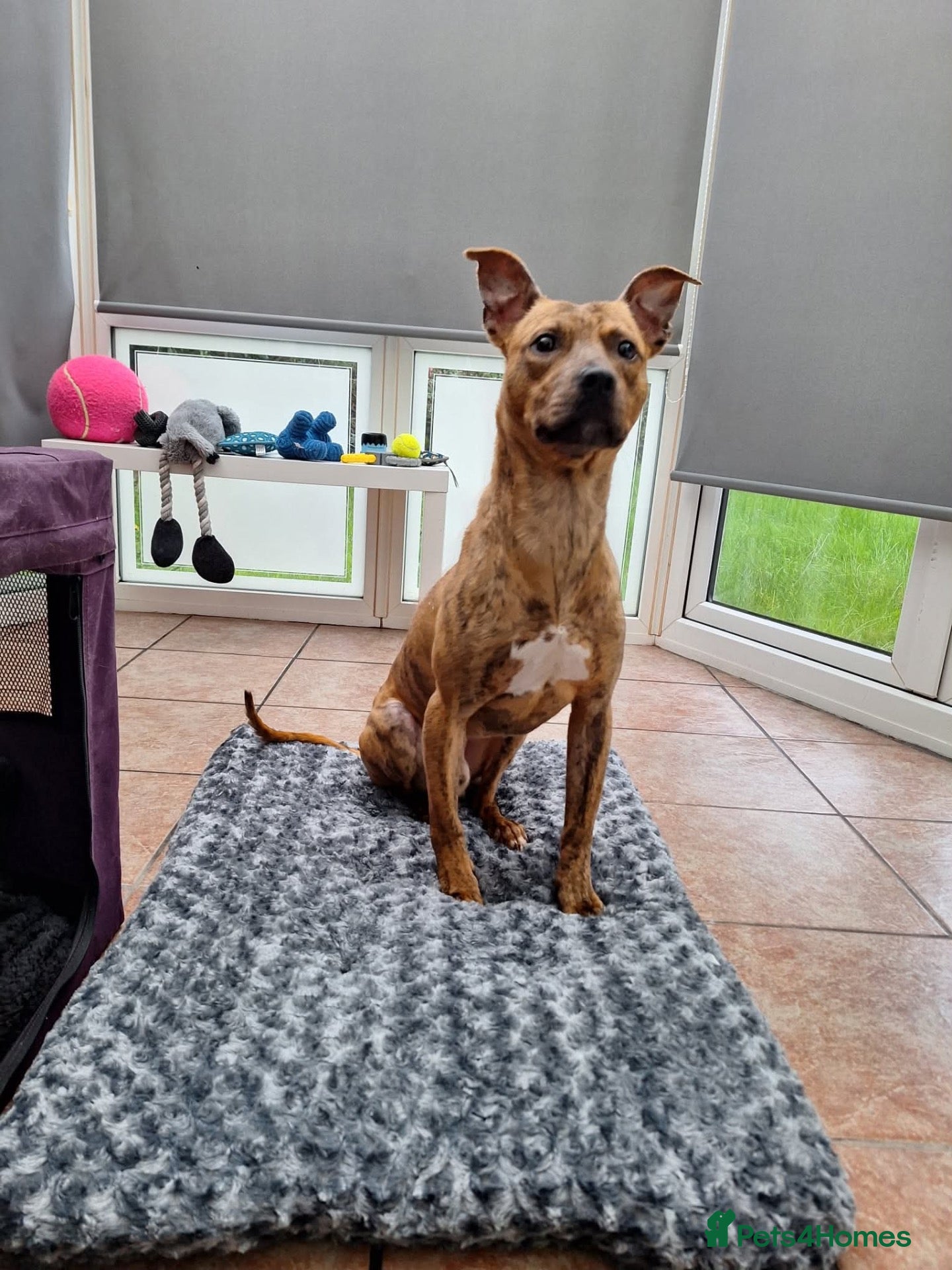 Mixed Breed dogs Bandit- Bull lurcher rescue  - Advert 13