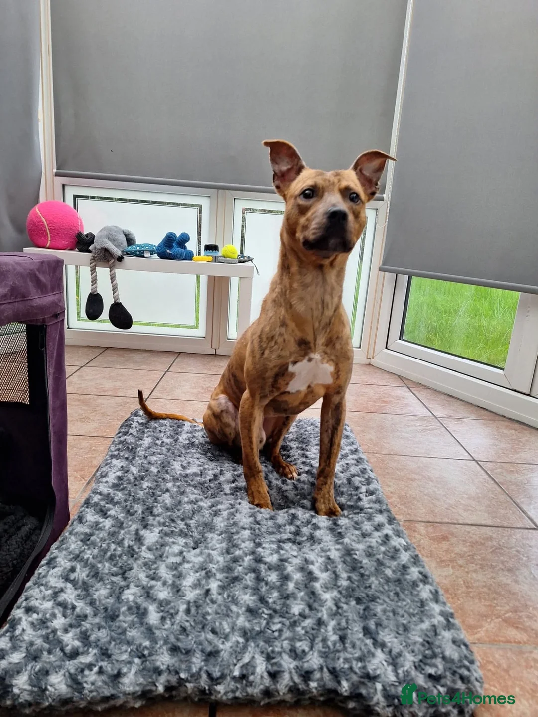 Mixed Breed dogs for sale: Bandit- Bull lurcher rescue  in Newark - Advert 1