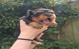 Cavalier King Charles Spaniel dogs for sale: Beautiful female cavalier king charles spaniels - Image 8