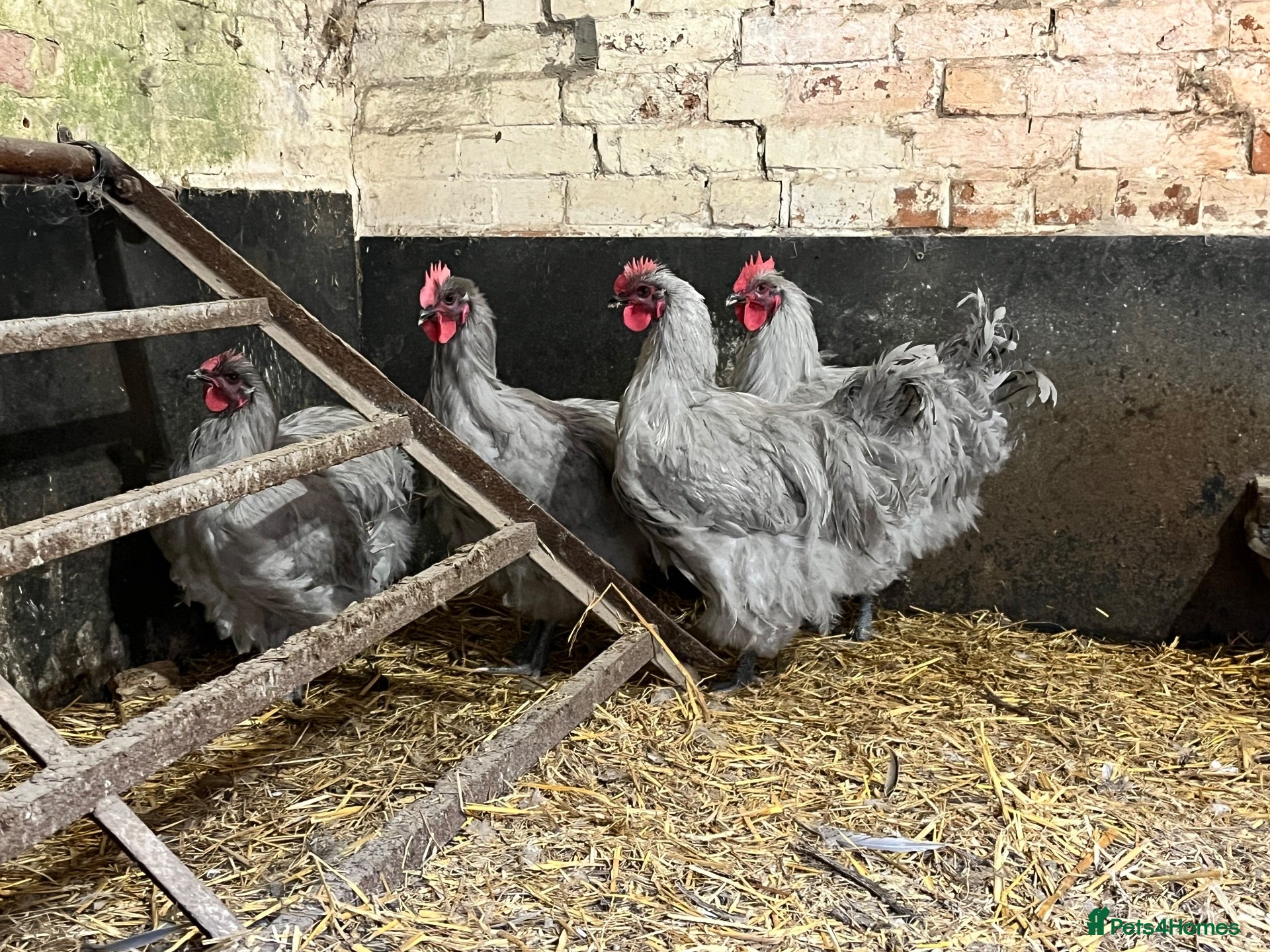 Chickens poultry Lavender buff Orpington cockerels  - Advert 1