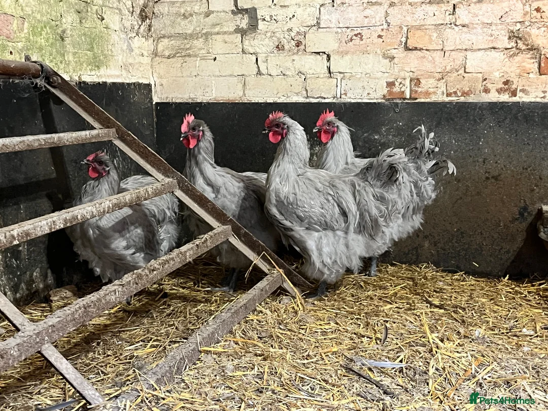 Chickens poultry for sale: Lavender buff Orpington cockerels  in Sherborne - Advert 1