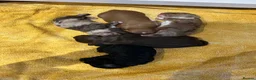 Sproodle dogs for sale: Quality f2b sproodles in Preston - Advert 2