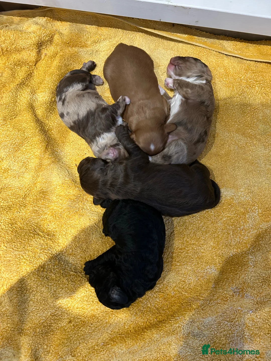 Sproodle dogs for sale: Quality f2b sproodles in Preston - Advert 2
