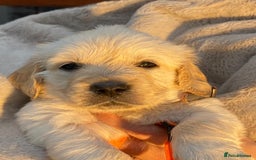 Golden Retriever dogs for sale: Outstanding Golden Retriever Puppies - Image 12