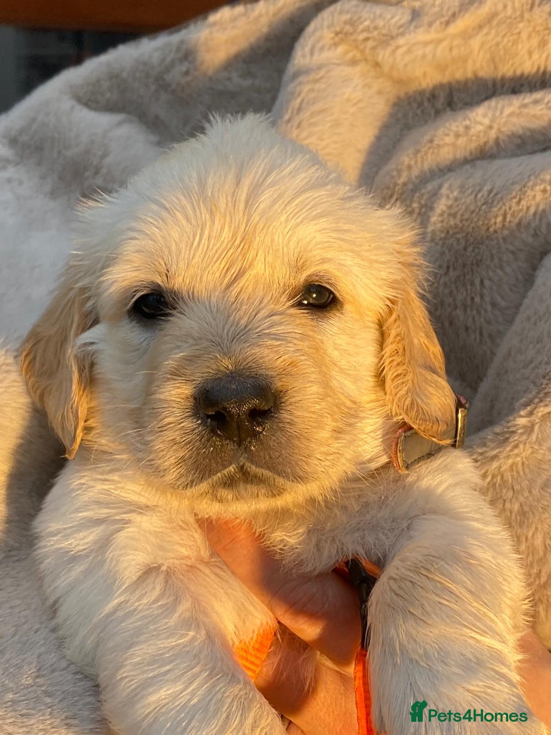 Golden Retriever dogs for sale: Outstanding Golden Retriever Puppies - Image 12