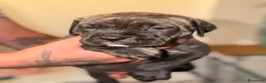 Pink puppy 