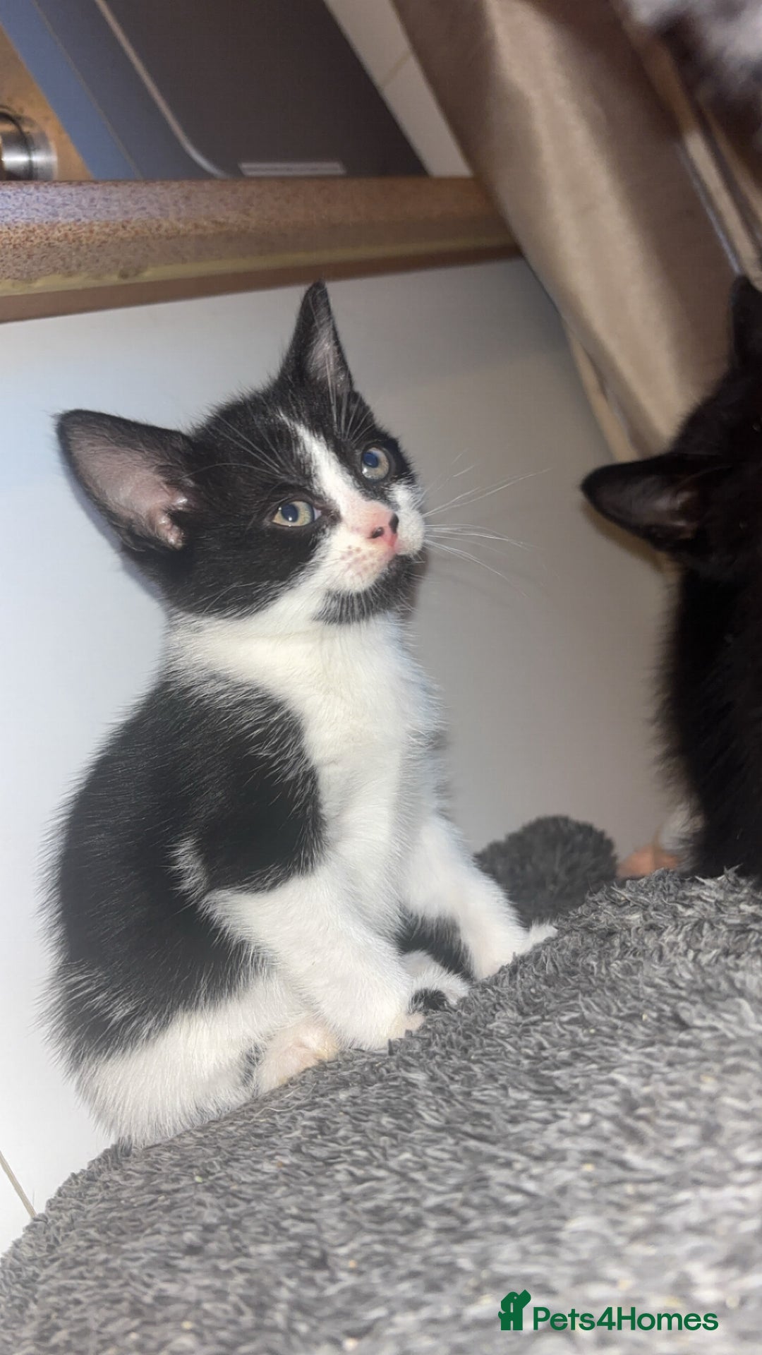 Mixed Breed cats for sale: 4 KITTENS  **  !! 🩷🩷 - Image 11