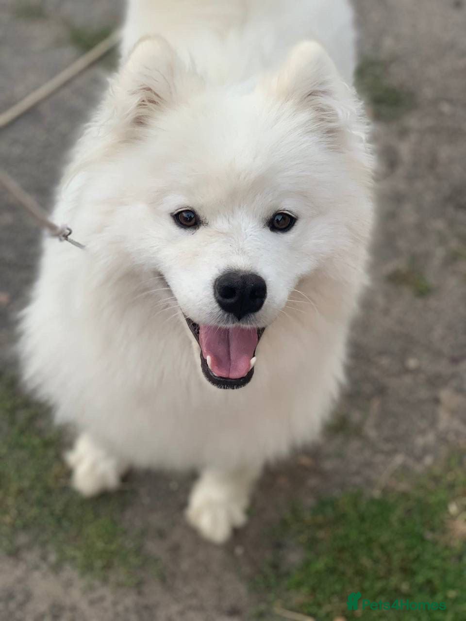 Samoyed dogs Two year old female KC registered - Advert 13