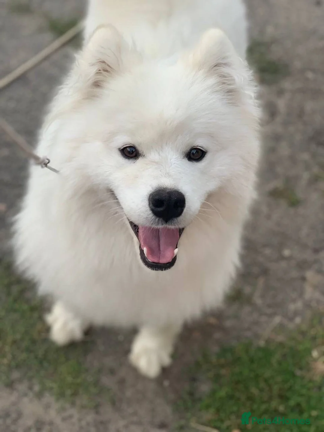 Samoyed dogs for sale: Two year old female KC registered - Advert 1