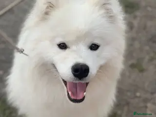 Samoyed dogs Two year old female KC registered - Advert 13