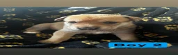 Mixed Breed dogs for sale: Shepard cross shar pei - Advert 13