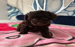 Toy Poodle dogs for sale: 1 Male & 1 Female Toy Poodle - Image 16