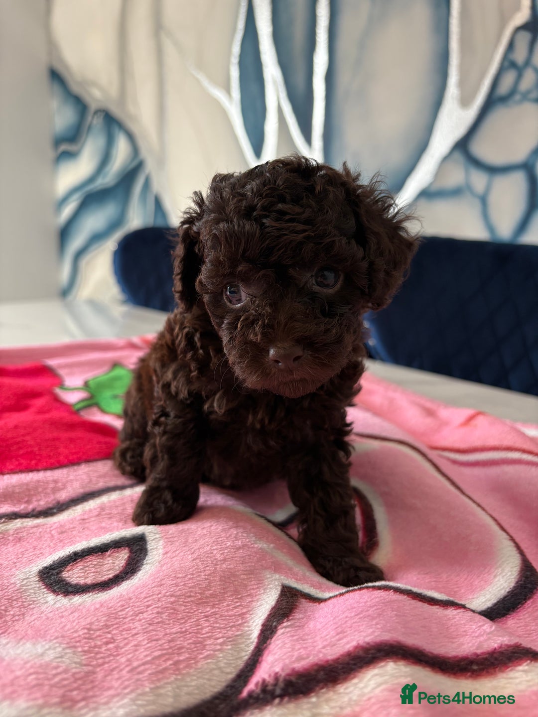 Toy Poodle dogs for sale: 1 Male & 1 Female Toy Poodle - Image 16